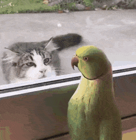 Cat and parrot at window