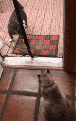Cat jumps through door