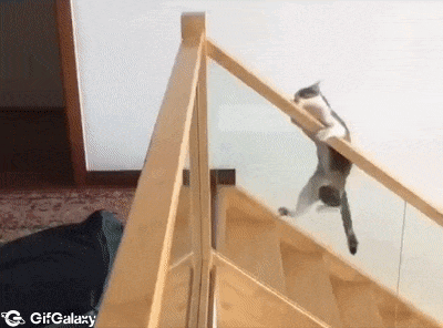 Cat and a handrail