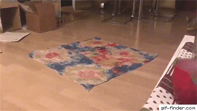 Cat and carpet
