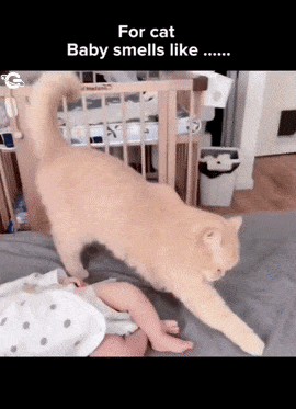 Cat and pooped baby
