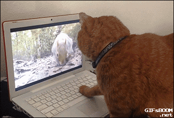 Cat and squirrel on screen