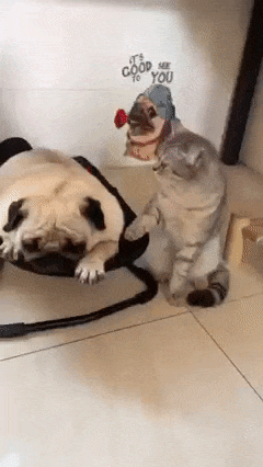 Cat swings dog