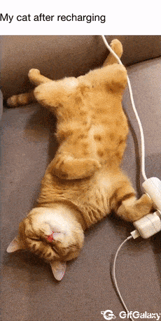 Cat after charging