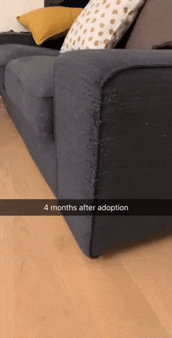 Cat after 4 months of adoption