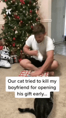 Cat attacks boy and present