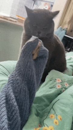 Cat attacks middle finger