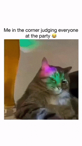Cat at party with dogs
