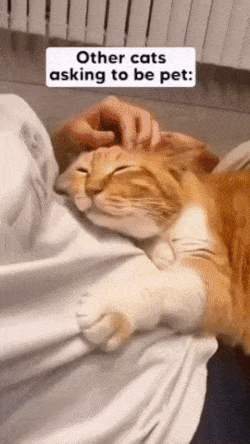 Cat does not like to be petted