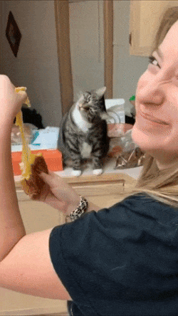 Cat obsessed with stretching cheese