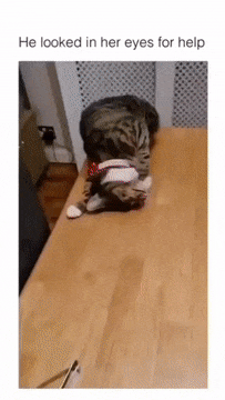 Cat falls off table