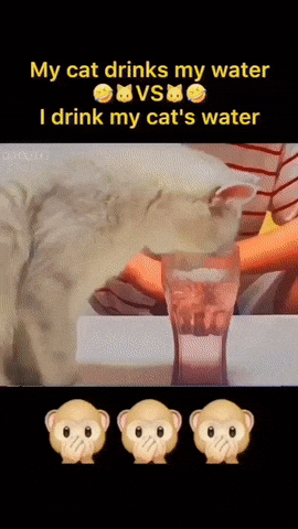Cat drinks water from glass