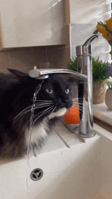 Cat drinks water from the kitchen faucet
