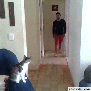 Cat greetings with guy