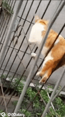 Cat goes through fence like a snake