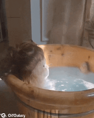 Cat with wig takes bath