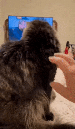 Cat is surprised when it is petted