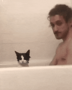 Cat bathes in bathtub