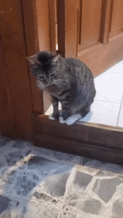 Cat is sitting on doorstep