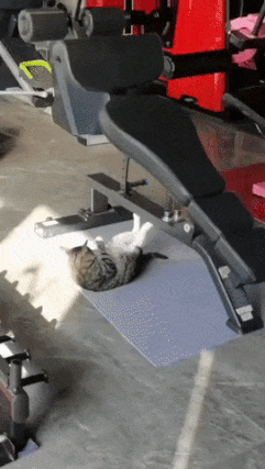 Cat in gym