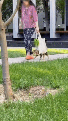 Cat in bag walking
