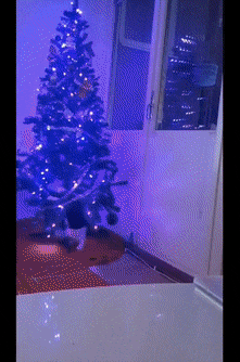 Cats and Christmas tree