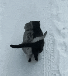 Cats and love walk