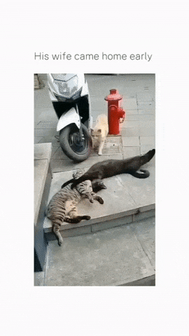 Cats adultery