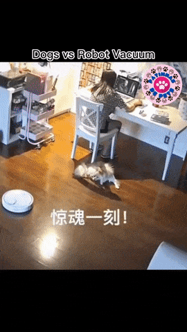 Cats vs robot vacuum