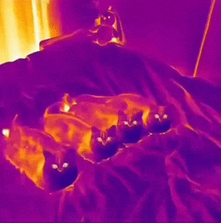 Cats and thermal camera