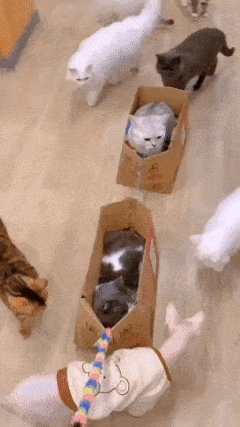 Cats on box train