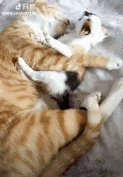 Mother cat hugs kitten