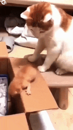 Cat pushes kitten in box