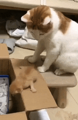 Mother cat and kittens in box