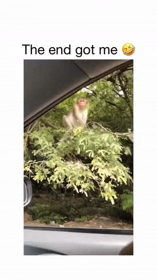 Monkey comes to get food