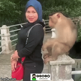 Monkey pushed the girl