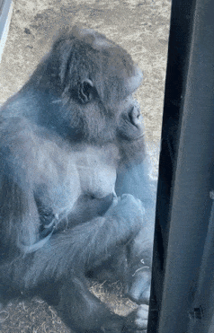 Gorilla touches the nipple