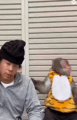 Monkey and man with hat