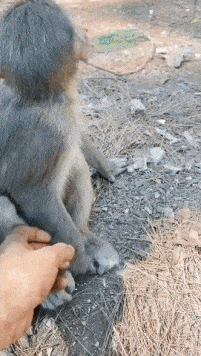 Monkey and hand