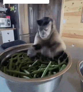 Monkey chef pod