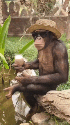 Monkey drinks cocktail