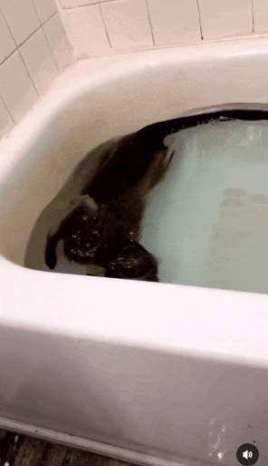 Monkey is bathing in bathtub