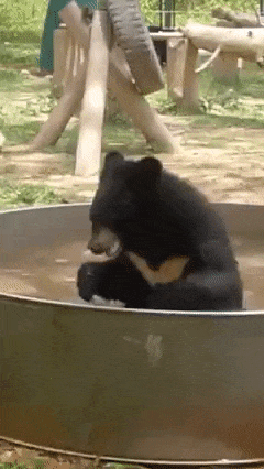 Bear is bathing in pool