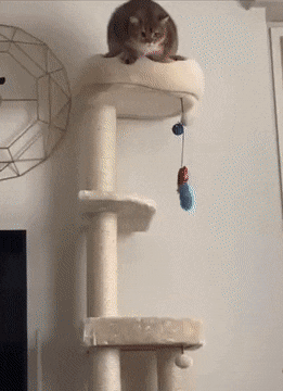 Clumsy cat and jump