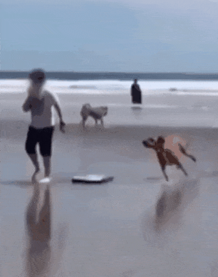 Beach dog and fall