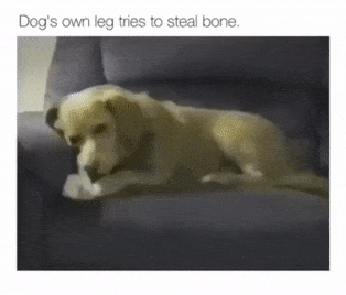 Dog leg wants to steal bone