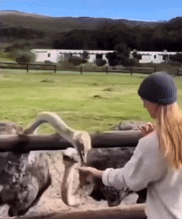Ostrich takes the ring off his hand