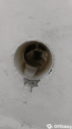 Dog barks through hole
