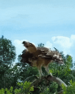 Eagle attacks the rooster