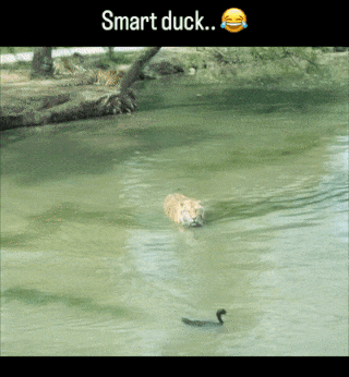 Smart duck and tiger